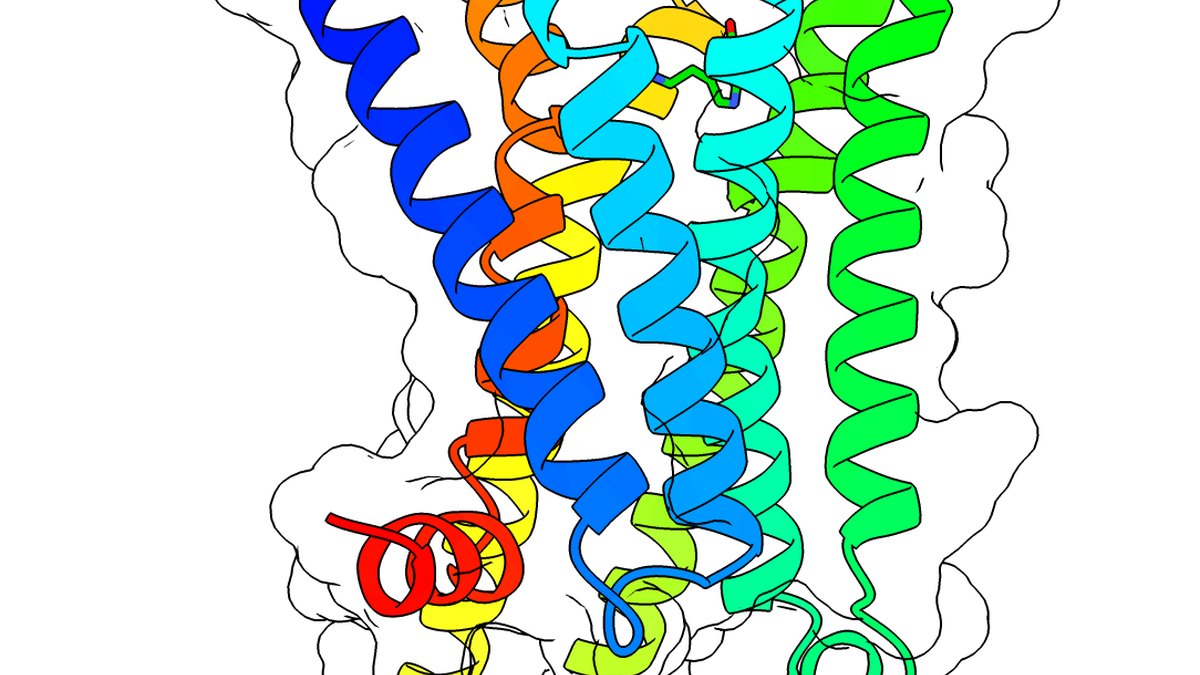 Protein ribbon-structure model — the fold-and-domain view behind BRINP2 the neural-specific protein and its MACPF and EGF modules; a Panacea Bio Chem feature by Bogdan Dicoias